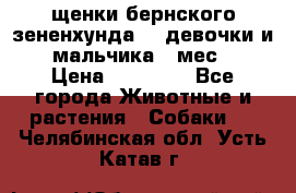 щенки бернского зененхунда. 2 девочки и 2 мальчика(2 мес.) › Цена ­ 22 000 - Все города Животные и растения » Собаки   . Челябинская обл.,Усть-Катав г.